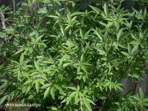 Vitex agnus-castus - foliage 